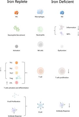 Iron Metabolism and Immune Regulation